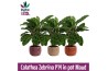 Calathea zebrina - Rhythm & More - Maud keramiek