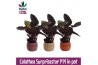 Calathea little princess Surpricestar - Rhythm & More - Maud keramiek