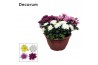 Chrysanthemum ind. chrystal mix Chrysanne Grandezza schaal Carnaval L 