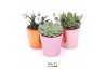 Succulenten TRULY succulent Red - pearl shine Disco 1 pp