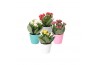 Kalanchoe blossfeldiana rosalina gemengd KP-832.1 - in basic keramiek 