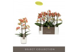 Phalaenopsis multiflora sunset love 2 tak optimost in white lazio