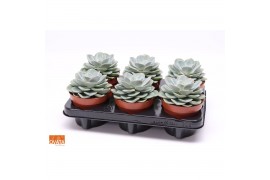 Echeveria green pearl SuPure® 6gts