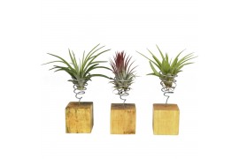 Tillandsia arrangement houtblok small