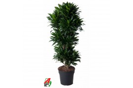 Dracaena fragr. compacta vertakt