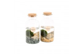 Arrangementen waterplanten 90530: Marimo moss ball