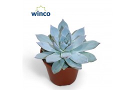 Echeveria Blue Star