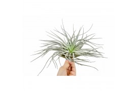 Tillandsia silver