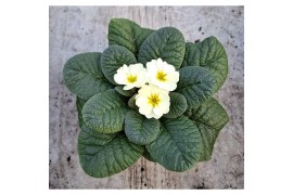 Primula acaulis grp candy vanilla Primula ac. Candy Vanilla Yellow