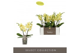 Phalaenopsis geel 2 tak tablo limoncello