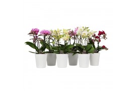 Phalaenopsis multiflora bo flora mix 3-5 tak in zoe keramiek,3 tak/pln