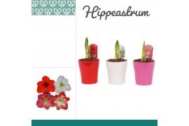 Hippeastrum Hippeastrum Mix 1 Knop in Ompot Amy