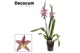 Cambria mix decorum 2 tak purple princess