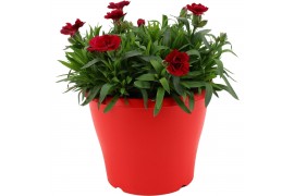 Dianthus oscar Hello Spring in Terras pot Rood