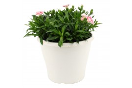 Dianthus oscar Hello Spring in Terras pot Wit