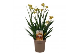 Anigozanthos Beauty Yellow®