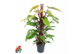 Philodendron painted lady mosstok