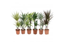 Kamerplanten mixkar Green is...dracaena mixlaag p17 -min 4 srt per laa