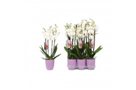 Phalaenopsis anthura madrid 4 tak - 25+ bloemen lilac keramiek