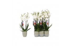 Phalaenopsis anthura madrid 4 tak - 25+ bloemen groen keramiek