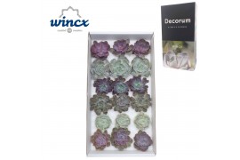 Echeveria snij Love Mix (wincx) Cutfl (6spcs.) 999