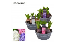 Hyacinthus orientalis mix schaal decorum