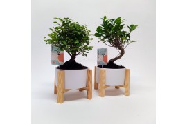 Bonsai mix in Wooden Cross