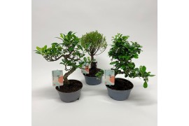 Bonsai mix in teeltpot