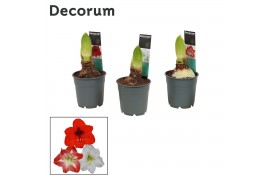 Hippeastrum Mix 2 knop Extra OP (Decorum)