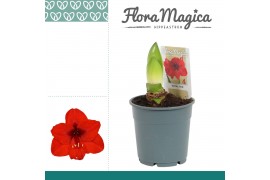 Hippeastrum Hippeastrum Royal Red 2 Knop 2 tak/plnt