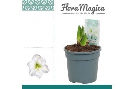 Hippeastrum arctic white 2 knop