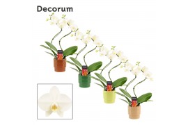 Phalaenopsis wit Phalaenopsis hurricane wit in Naemi (Natural bubble-c