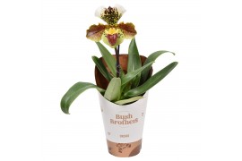 Paphiopedilum U.S.A. 1 XXL