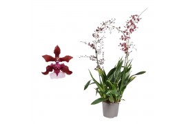 Oncidium cherry baby toef 2 tak