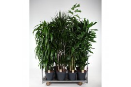 Kamerplanten mixkar Mix Winter Promo 12 1 pp