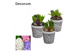 Arrangementen hyacinthus Flying Nature HL15383 [PURE]