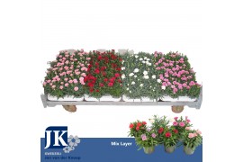 Dianthus mixkar 6 kleuren mixlaag