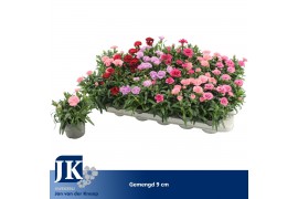 Dianthus mix mixtray