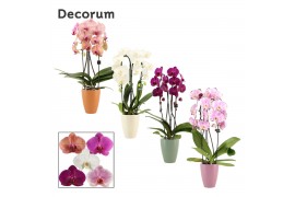 Phalaenopsis mix Phalaenopsis cascade 2 tak mix in Carly (Craft world-