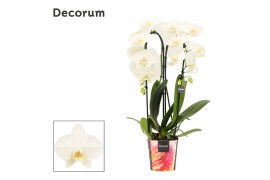 Phalaenopsis wit Phalaenopsis cascade 2 tak wit (Decorum) 14 bl. 2 tak