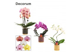 Phalaenopsis mix Phalaenopsis vormen mix 2 tak in Sparkle (Rich Love-c