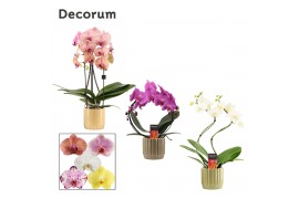 Phalaenopsis mix Phalaenopsis vormen mix 2 tak in Liam (Nature world-c