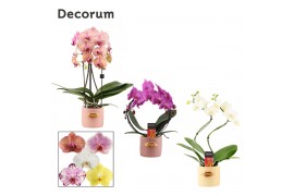 Phalaenopsis mix Phalaenopsis vormen mix 2 tak in Lovely (Luxury World