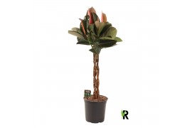 Ficus elastica burgundy Ficus elastica Burgundy gevlochten stam 1 pp