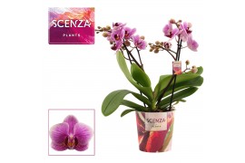 Phalaenopsis multiflora roze 2 tak Diva (Scenza)