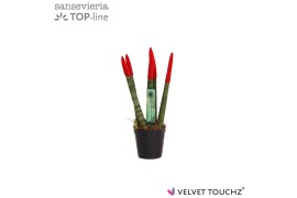 Sansevieria velvet touchz rood