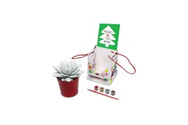 Arrangementen succulenten Paint Your Plant - Merry Christmas