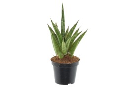 Sansevieria cylindrica starshooter