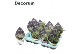 Haworthia mix 4 soorten (Decorum