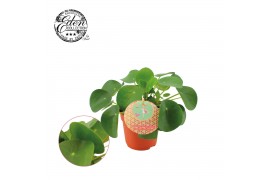 Pilea peperomioides + nederlands etiket